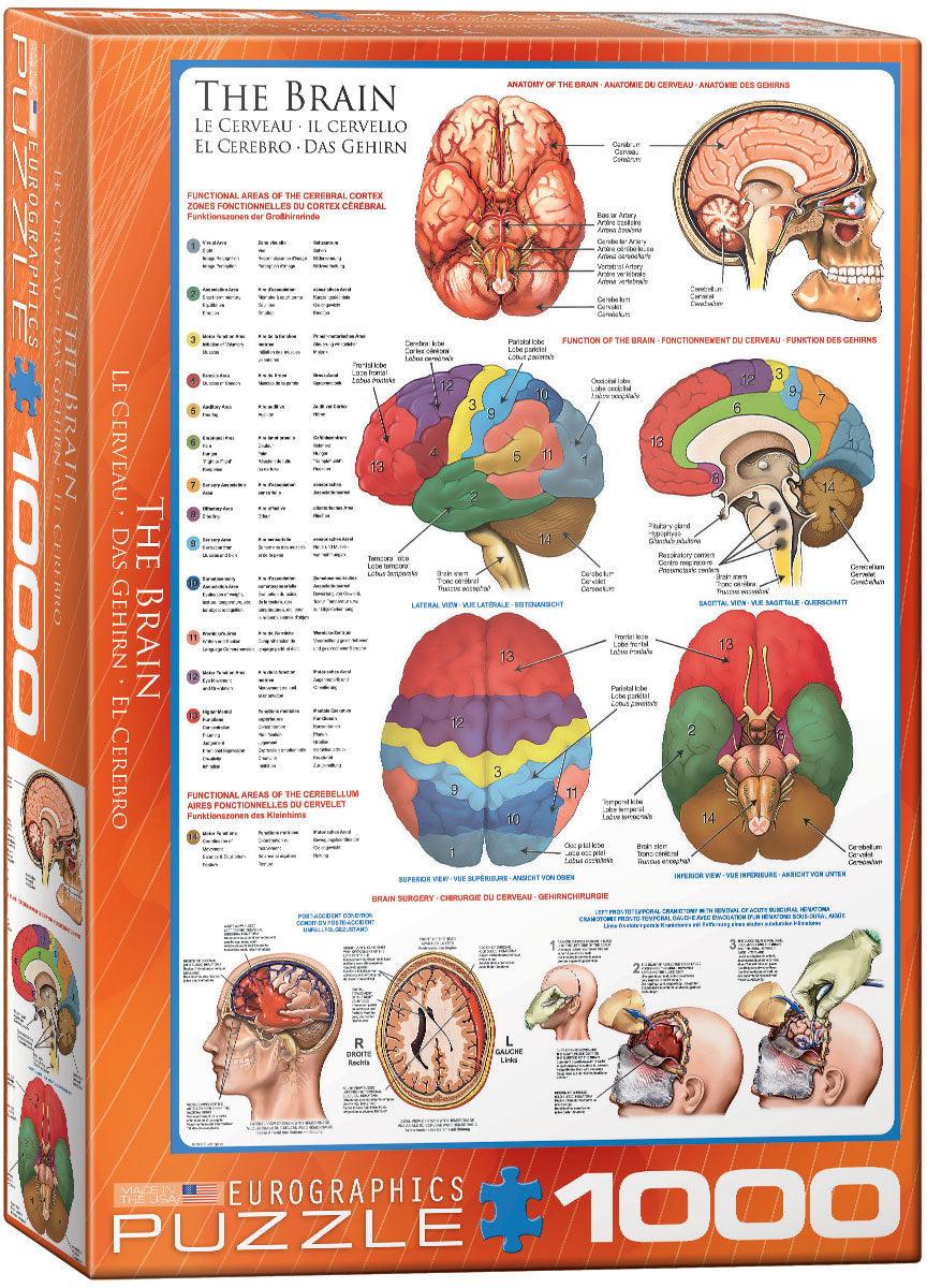 Eurographics, Eurographics - Das Gehirn (1000-teiliges Puzzle)